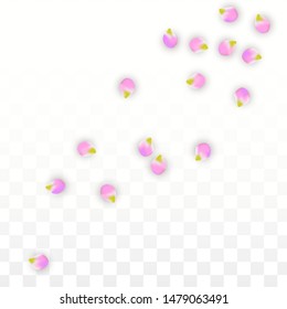 Vector Realistic Pink Petals Falling on Transparent Background.  Spring Romantic Flowers Illustration. Flying Petals. Sakura Spa Design.  Blossom Confetti. Design Elements for  Mother's Day.