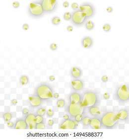 Vector Realistic Pink Petals Falling on Transparent Background.  Spring Romantic Flowers Illustration. Flying Petals. Sakura Spa Design.  Blossom Confetti. Design Elements for  Wedding Decoration.
