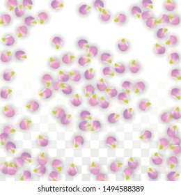 Vector Realistic Pink Petals Falling on Transparent Background.  Spring Romantic Flowers Illustration. Flying Petals. Sakura Spa Design.  Blossom Confetti. Design Elements for  St. Valentine Day.
