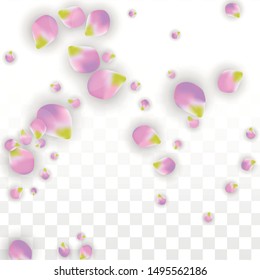 Vector Realistic Pink Petals Falling on Transparent Background.  Spring Romantic Flowers Illustration. Flying Petals. Sakura Spa Design.  Blossom Confetti. Design Elements for  Wedding Decoration.