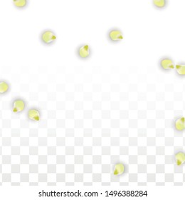 Vector Realistic Pink Petals Falling on Transparent Background.  Spring Romantic Flowers Illustration. Flying Petals. Sakura Spa Design.  Blossom Confetti. Design Elements for  Poster Design. 