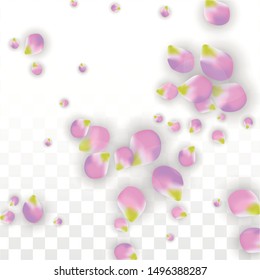 Vector Realistic Pink Petals Falling on Transparent Background.  Spring Romantic Flowers Illustration. Flying Petals. Sakura Spa Design.  Blossom Confetti. Design Elements for  8 March Card.