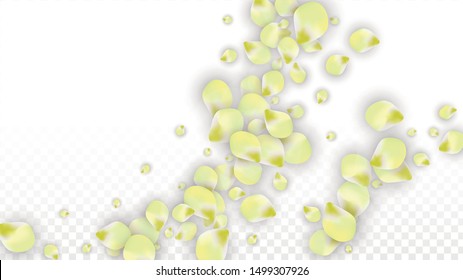 Vector Realistic Pink Petals Falling on Transparent Background.  Spring Romantic Flowers Illustration. Flying Petals. Sakura Spa Design.  Blossom Confetti. Design Elements for  8 March Card.