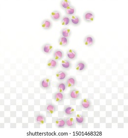Vector Realistic Pink Petals Falling on Transparent Background.  Spring Romantic Flowers Illustration. Flying Petals. Sakura Spa Design.  Blossom Confetti. Design Elements for  Poster Design. 