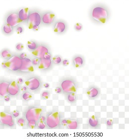 Vector Realistic Pink Petals Falling on Transparent Background.  Spring Romantic Flowers Illustration. Flying Petals. Sakura Spa Design.  Blossom Confetti. Design Elements for  Poster Design. 