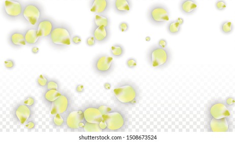 Vector Realistic Pink Petals Falling on Transparent Background.  Spring Romantic Flowers Illustration. Flying Petals. Sakura Spa Design.  Blossom Confetti. Design Elements for  Wedding Decoration.