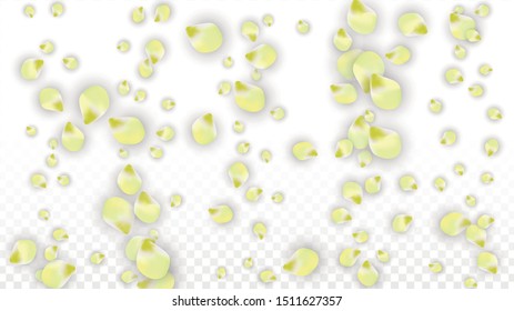 Vector Realistic Pink Petals Falling on Transparent Background.  Spring Romantic Flowers Illustration. Flying Petals. Sakura Spa Design.  Blossom Confetti. Design Elements for  8 March Card.