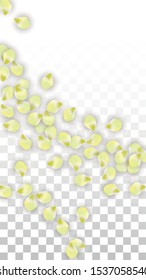 Vector Realistic Pink Petals Falling on Transparent Background.  Spring Romantic Flowers Illustration. Flying Petals. Sakura Spa Design.  Blossom Confetti. Design Elements for  8 March Card.