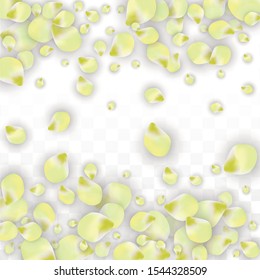 Vector Realistic Pink Petals Falling on Transparent Background.  Spring Romantic Flowers Illustration. Flying Petals. Sakura Spa Design.  Blossom Confetti. Design Elements for  Mother's Day.
