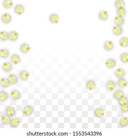 Vector Realistic Pink Petals Falling on Transparent Background.  Spring Romantic Flowers Illustration. Flying Petals. Sakura Spa Design.  Blossom Confetti. Design Elements for  Mother's Day.