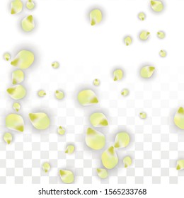Vector Realistic Pink Petals Falling on Transparent Background.  Spring Romantic Flowers Illustration. Flying Petals. Sakura Spa Design.  Blossom Confetti. Design Elements for  8 March Card.