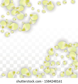 Vector Realistic Pink Petals Falling on Transparent Background.  Spring Romantic Flowers Illustration. Flying Petals. Sakura Spa Design.  Blossom Confetti. Design Elements for  8 March Card.