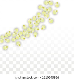 Vector Realistic Pink Petals Falling on Transparent Background.  Spring Romantic Flowers Illustration. Flying Petals. Sakura Spa Design.  Blossom Confetti. Design Elements for  Poster Design. 