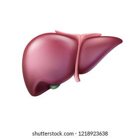 Vector realistic pinkish healthy liver close up front view isolated on white background