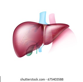 Vector realistic pinkish healthy liver with transparent arteries close up front view isolated on white background