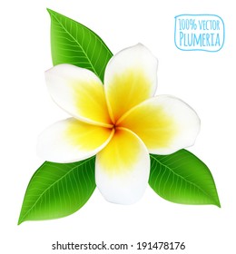 Vector Realistic  Plumeria Flower