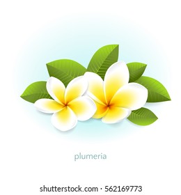 Vector realistic plumeria with leaves. White tropical flowers frangipani from Asia and Hawaii. Isolated from the background.