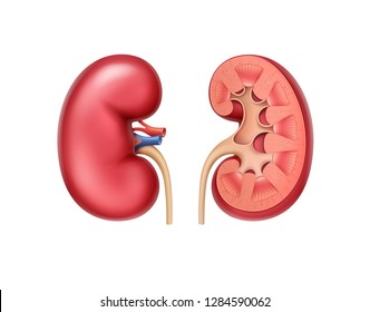 Vector realistic red healthy whole and half in a cut human kidneys front view close up isolated on white background