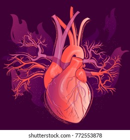 Vector realistic red human heart, internal organ.  Anatomy concept.