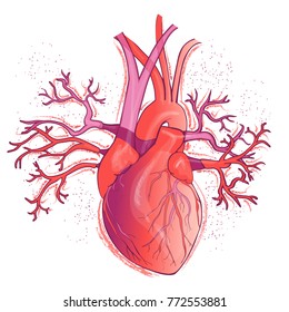 Vector Realistic Red Human Heart, Internal Organ.  Anatomy Concept.