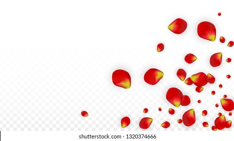 Vector Realistic Red Rose Petals Falling on Transparent Background.  Romantic Flowers Illustration. Flying Petals. Sakura Spa Design. Blossom Rose Confetti. Design Elements for  Poster Design. 