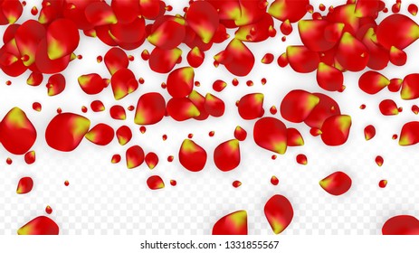 Vector Realistic Red Rose Petals Falling on Transparent Background.  Romantic Flowers Illustration. Flying Petals. Sakura Spa Design. Blossom Rose Confetti. Design Elements for  8 March Card.