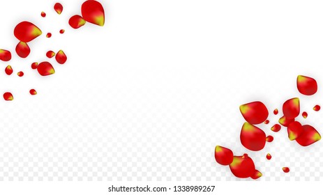 Vector Realistic Red Rose Petals Falling on Transparent Background.  Romantic Flowers Illustration. Flying Petals. Sakura Spa Design. Blossom Rose Confetti. Design Elements for  Poster Design. 