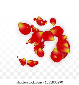 Vector Realistic Red Rose Petals Falling on Transparent Background.  Romantic Flowers Illustration. Flying Petals. Sakura Spa Design. Blossom Rose Confetti. Design Elements for  Mother's Day.