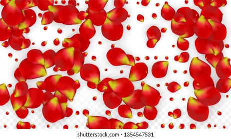Vector Realistic Red Rose Petals Falling on Transparent Background.  Romantic Flowers Illustration. Flying Petals. Sakura Spa Design. Blossom Rose Confetti. Design Elements for  Cover Design.