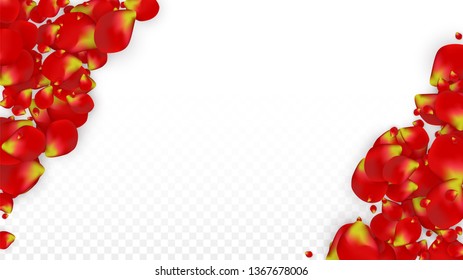 Vector Realistic Red Rose Petals Falling on Transparent Background.  Romantic Flowers Illustration. Flying Petals. Sakura Spa Design. Blossom Rose Confetti. Design Elements for  Banner Design.