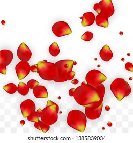 Vector Realistic Red Rose Petals Falling on Transparent Background.  Romantic Flowers Illustration. Flying Petals. Sakura Spa Design. Blossom Rose Confetti. Design Elements for  Poster Design. 