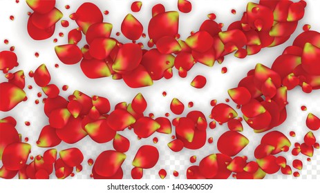 Vector Realistic Red Rose Petals Falling on Transparent Background.  Romantic Flowers Illustration. Flying Petals. Sakura Spa Design. Blossom Rose Confetti. Design Elements for  Banner Design.