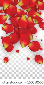 Vector Realistic Red Rose Petals Falling on Transparent Background.  Romantic Flowers Illustration. Flying Petals. Sakura Spa Design. Blossom Rose Confetti. Design Elements for  St. Valentine Day.