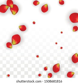 Vector Realistic Red Rose Petals Falling on Transparent Background.  Romantic Flowers Illustration. Flying Petals. Sakura Spa Design. Blossom Rose Confetti. Design Elements for  Cover Design.
