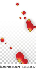 Vector Realistic Red Rose Petals Falling on Transparent Background.  Romantic Flowers Illustration. Flying Petals. Sakura Spa Design. Blossom Rose Confetti. Design Elements for  Banner Design.