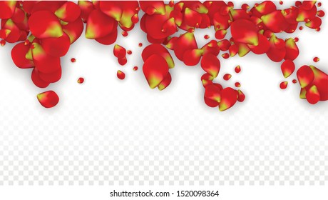 Vector Realistic Red Rose Petals Falling on Transparent Background.  Romantic Flowers Illustration. Flying Petals. Sakura Spa Design. Blossom Rose Confetti. Design Elements for  Wedding Decoration.