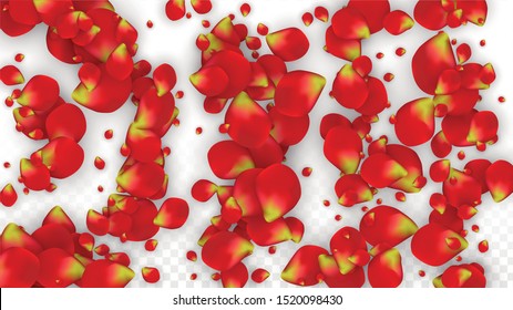 Vector Realistic Red Rose Petals Falling on Transparent Background.  Romantic Flowers Illustration. Flying Petals. Sakura Spa Design. Blossom Rose Confetti. Design Elements for  Poster Design. 