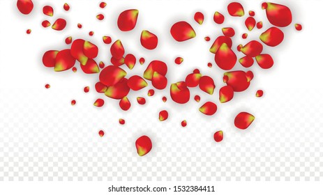 Vector Realistic Red Rose Petals Falling on Transparent Background.  Romantic Flowers Illustration. Flying Petals. Sakura Spa Design. Blossom Rose Confetti. Design Elements for  Mother's Day.