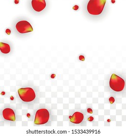 Vector Realistic Red Rose Petals Falling on Transparent Background.  Romantic Flowers Illustration. Flying Petals. Sakura Spa Design. Blossom Rose Confetti. Design Elements for  Wedding Decoration.