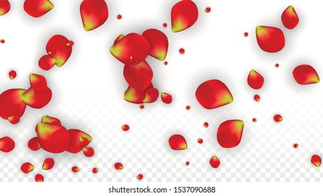 Vector Realistic Red Rose Petals Falling on Transparent Background.  Romantic Flowers Illustration. Flying Petals. Sakura Spa Design. Blossom Rose Confetti. Design Elements for  Mother's Day.