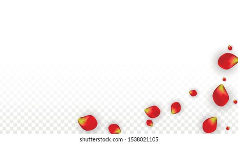 Vector Realistic Red Rose Petals Falling on Transparent Background.  Romantic Flowers Illustration. Flying Petals. Sakura Spa Design. Blossom Rose Confetti. Design Elements for  St. Valentine Day.