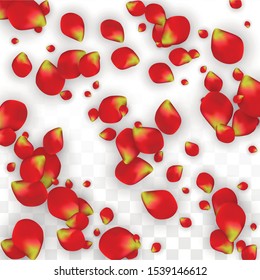 Vector Realistic Red Rose Petals Falling on Transparent Background.  Romantic Flowers Illustration. Flying Petals. Sakura Spa Design. Blossom Rose Confetti. Design Elements for  Banner Design.