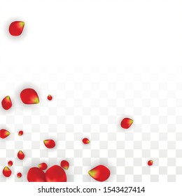 Vector Realistic Red Rose Petals Falling on Transparent Background.  Romantic Flowers Illustration. Flying Petals. Sakura Spa Design. Blossom Rose Confetti. Design Elements for  St. Valentine Day.