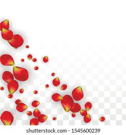Vector Realistic Red Rose Petals Falling on Transparent Background.  Romantic Flowers Illustration. Flying Petals. Sakura Spa Design. Blossom Rose Confetti. Design Elements for  St. Valentine Day.