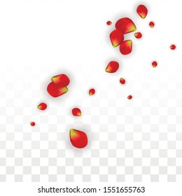 Vector Realistic Red Rose Petals Falling on Transparent Background.  Romantic Flowers Illustration. Flying Petals. Sakura Spa Design. Blossom Rose Confetti. Design Elements for  St. Valentine Day.