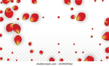 Vector Realistic Red Rose Petals Falling on Transparent Background.  Romantic Flowers Illustration. Flying Petals. Sakura Spa Design. Blossom Rose Confetti. Design Elements for  St. Valentine Day.