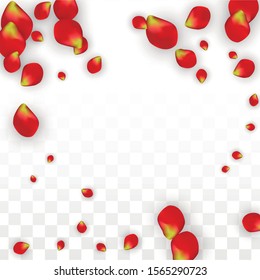 Vector Realistic Red Rose Petals Falling on Transparent Background.  Romantic Flowers Illustration. Flying Petals. Sakura Spa Design. Blossom Rose Confetti. Design Elements for  Poster Design. 