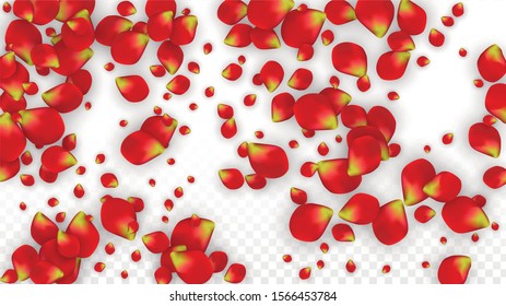 Vector Realistic Red Rose Petals Falling on Transparent Background.  Romantic Flowers Illustration. Flying Petals. Sakura Spa Design. Blossom Rose Confetti. Design Elements for  Cover Design.