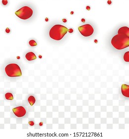 Vector Realistic Red Rose Petals Falling on Transparent Background.  Romantic Flowers Illustration. Flying Petals. Sakura Spa Design. Blossom Rose Confetti. Design Elements for  Mother's Day.
