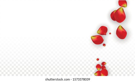 Vector Realistic Red Rose Petals Falling on Transparent Background.  Romantic Flowers Illustration. Flying Petals. Sakura Spa Design. Blossom Rose Confetti. Design Elements for  Banner Design.